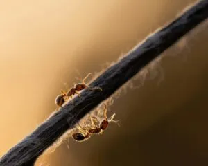 Hormigas en San Diego enfrentándose en el límite territorial entre dos supercolonias