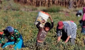 El trabajo infantil en México afecta la educación y las oportunidades de millones de menores en comunidades vulnerables.
