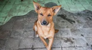Perro y gato descansando juntos dentro de una vivienda, representando la presencia de mascotas en los hogares mexicanos.