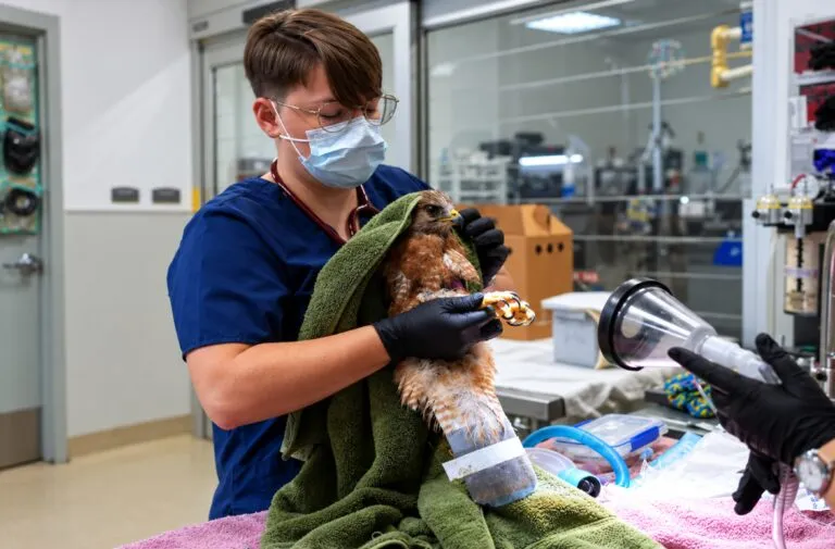 Halcones heridos reciben atención especializada de Project Wildlife después de sufrir impactos de perdigones en el sur de California.